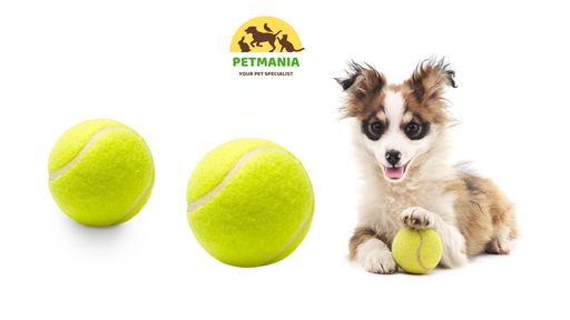 Balles de Tennis Jouet pour Chien Idéal